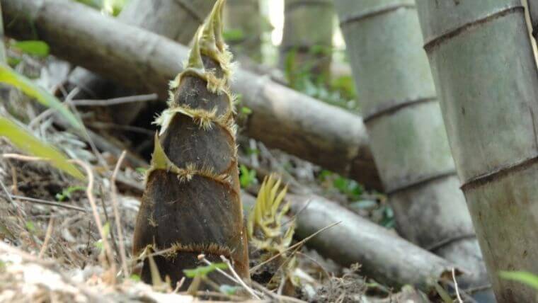 タケノコ掘りが体験できる関東スポット