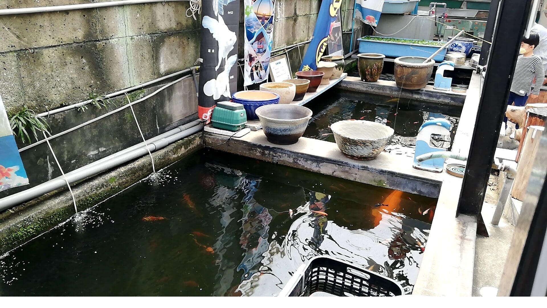 文京区本郷の金魚坂で釣り堀体験