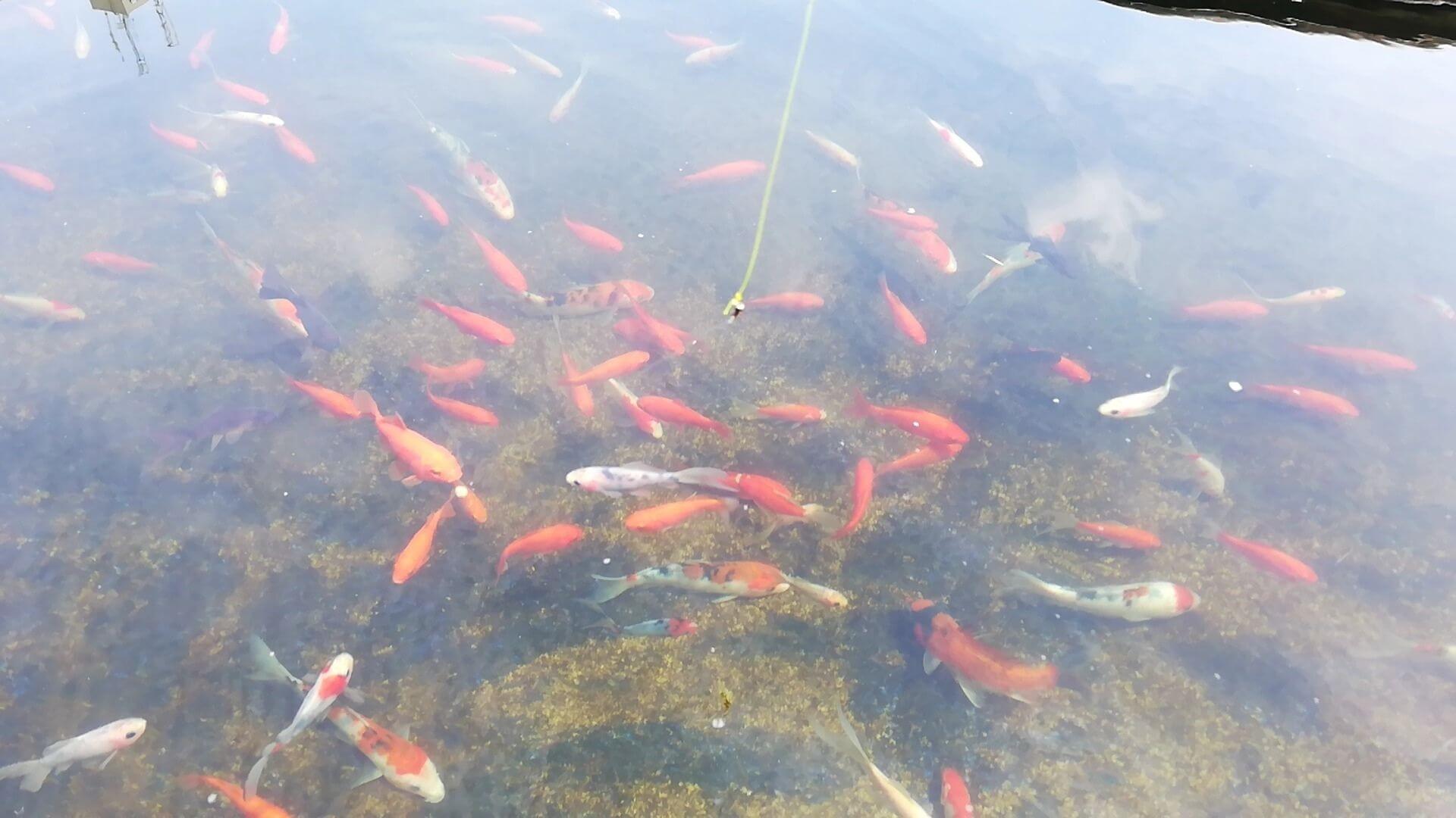 市ヶ谷フィッシュセンターの金魚釣り釣り堀